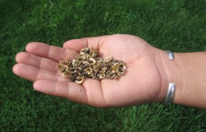 calendulaseed